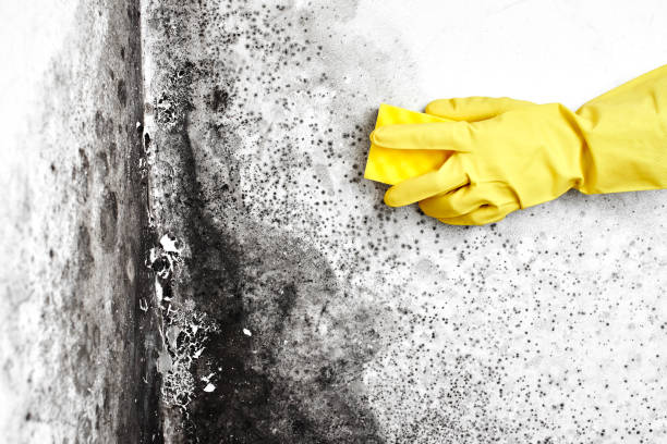 Best White Mold Remediation in Bull Run Mountain Estates, VA