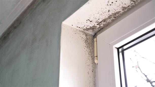Best Black Mold Remediation in Bull Run Mountain Estates, VA