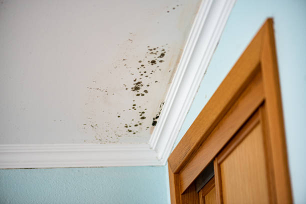 Best Residential Mold Remediation in Bull Run Mountain Estates, VA