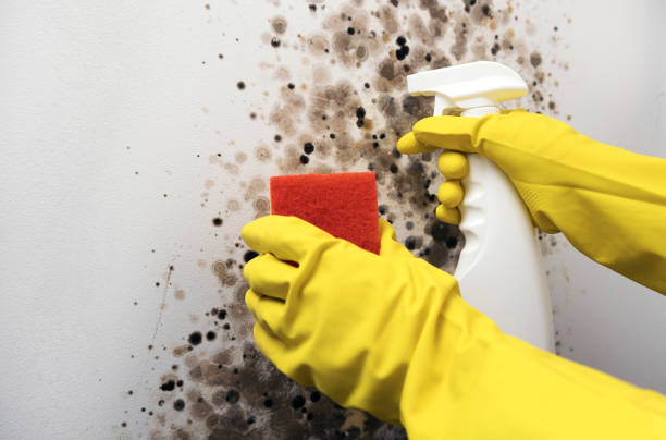 Best Industrial Mold Remediation in Bull Run Mountain Estates, VA