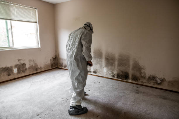 Best Residential Mold Remediation in Bull Run Mountain Estates, VA
