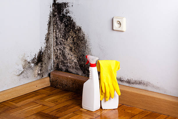 Trusted Bull Run Mountain Estates, VA Mold Remediation Experts